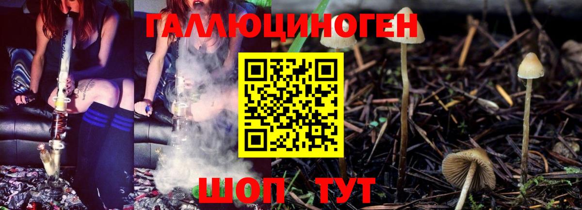 Галлюциногенные грибы Psilocybine cubensis Грозный